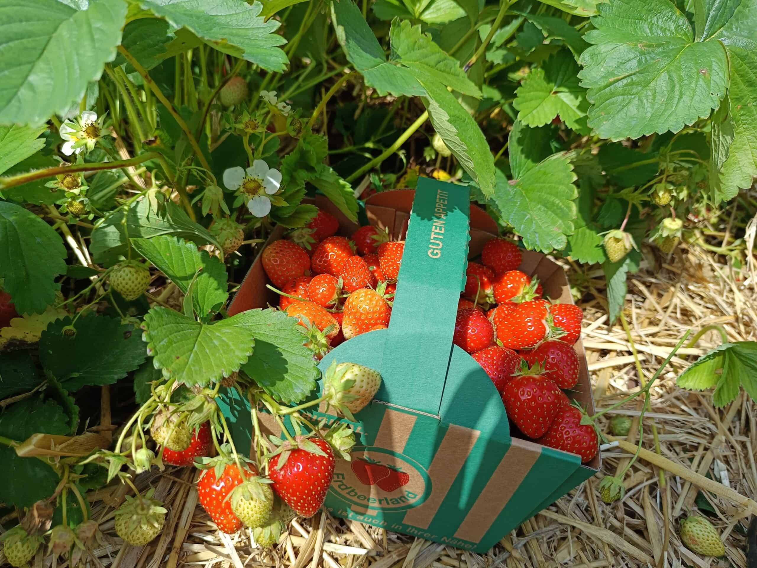 frische Erdbeeren