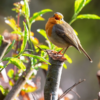 Naturerlebnisse in Wien – 1 Tag - Image 5