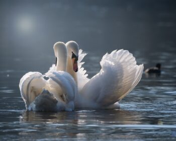 2 Schwäne im romantischen Licht