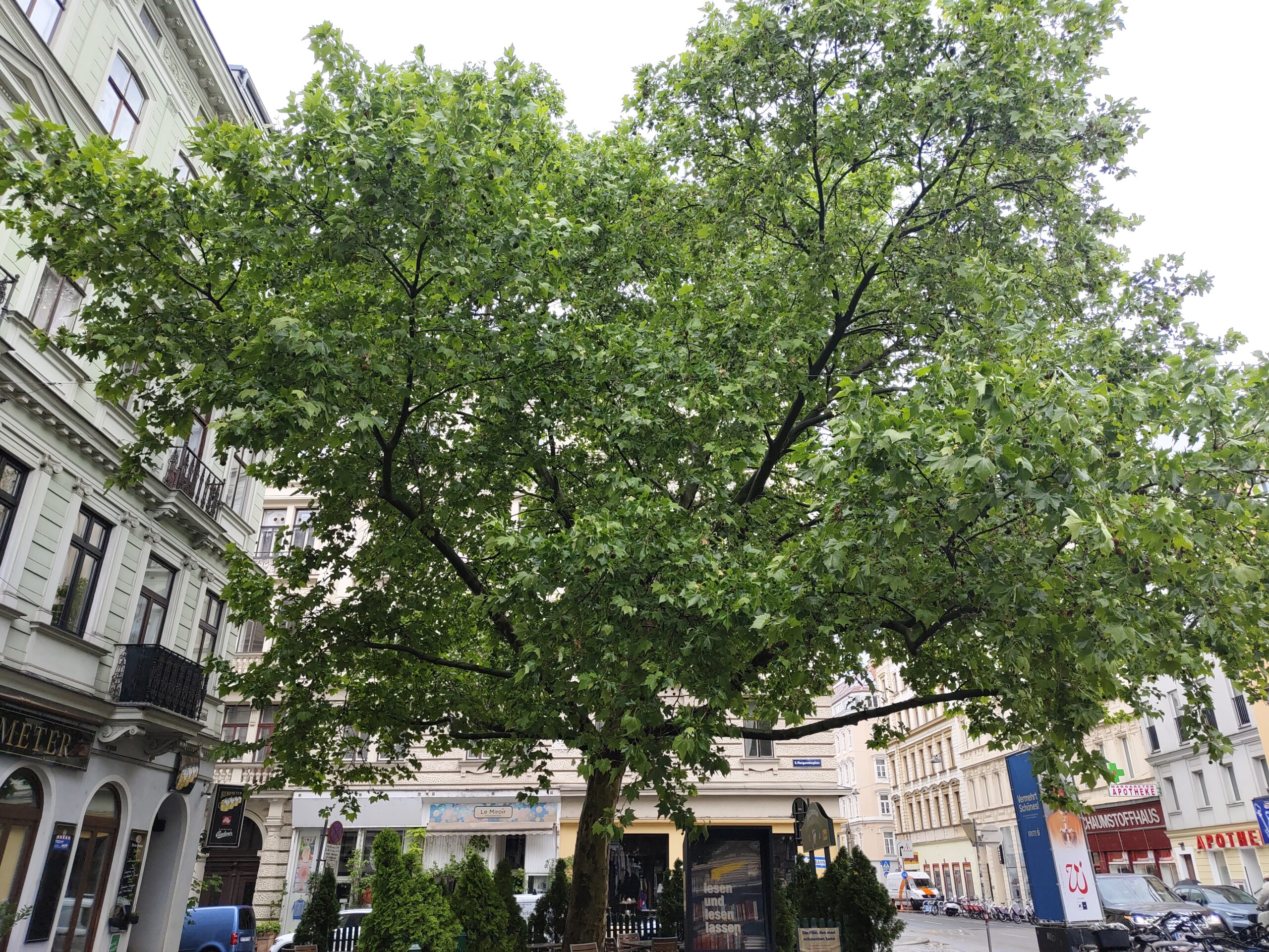 Ein einzelner Baum in der Stadt, still zwischen Bewegung